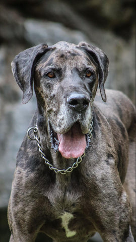 A beautiful Merlequin Great Dane looking happy with its tongue hanging out, and deep chest showing.