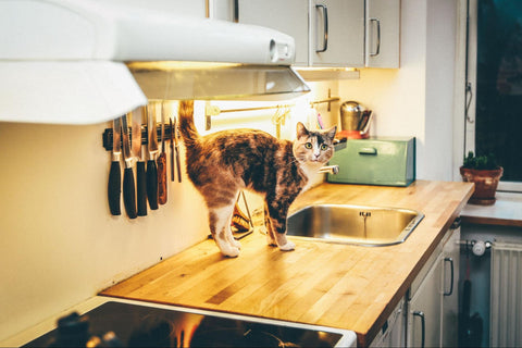 A calico cat waits expectantly for food on a kitchen counter.