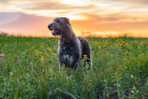 Irish Wolfhounds standing tall in a sunlit grassy field, with the sun setting in the background