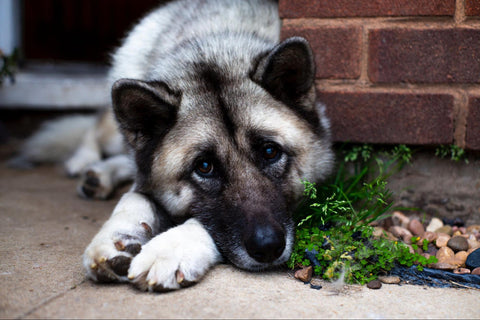 A Norwegian Elkhound puppy looks sweet while lying against a brick wall.