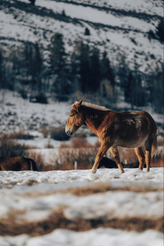 The Rocky Mountain Horse has earned a reputation for a gentle temperament and an exceptional riding experience.