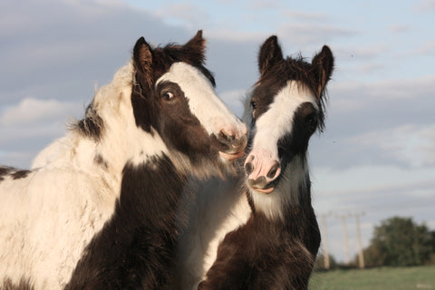 Two Gypsy horses with their faces side by side