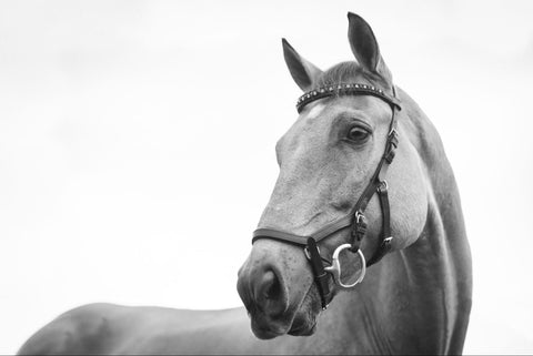 Dutch Warmblood Horse in a black and white image