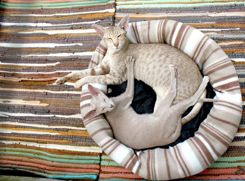 Oriental Shorthair cats lying side by side on a cozy cat bed