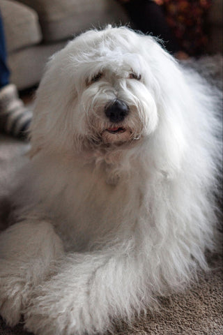 A very fluffy, predominately white Old English Sheepdog lays on a carpet with head up alertly.