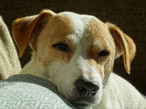 An elderly Jack Russell Terrier rests in a comfortable spot.
