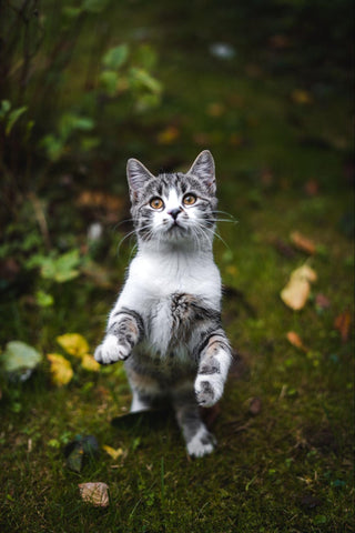 A hungry grey and white striped cat stands on her hind legs waiting for her meal.
