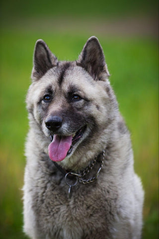 A happy-looking Norwegian Elkhound with its tongue hanging out.