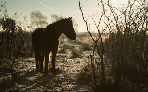 An image of a horse standing in the middle of a desert