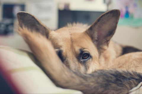 A shepherd curled up looks over its tail.