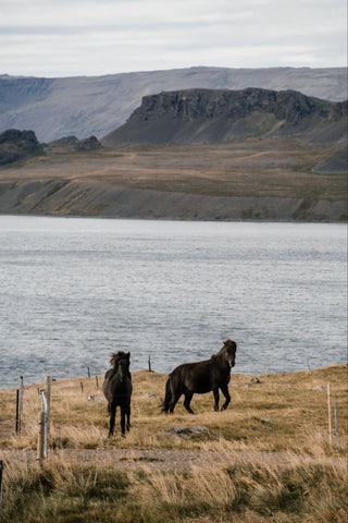 A horse leisurely walking along the side of a lake, enjoying a peaceful and scenic environment