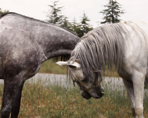 Two Dapple Grey horses, standing with their faces side by side