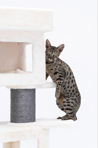 A distinctive look of the Savannah Cat