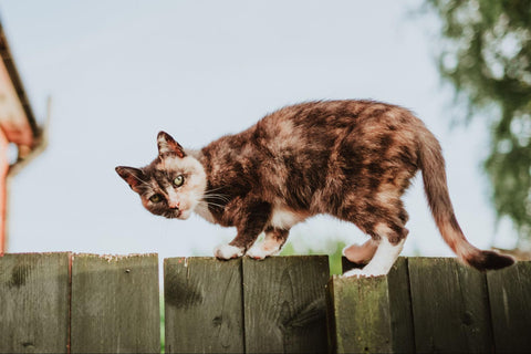 The Torbie cat is known for its unique coloring across many breeds.