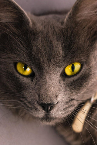 Grey cat with piercing yellow eyes