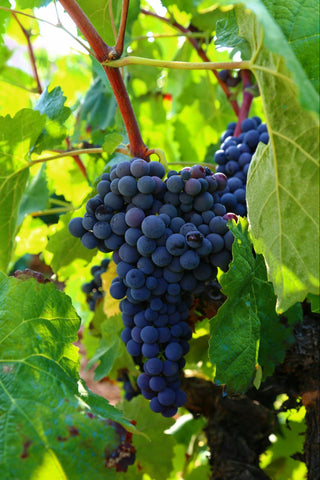 A bunch of dark ripe grapes hanging from green vines.