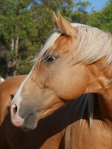 A Palomino turns its head toward its rear end, displaying its eyes and blond mane.