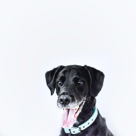 A happy black dog in a blue collar sticks out its tongue, hinting at the curiosity about black-eyed peas.