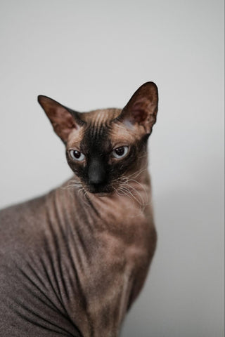 A rare and eye-catching Peterbald Cat