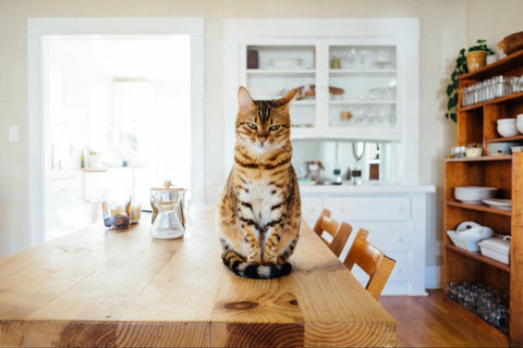 A charming image of a super cute cat seated on a table, gazing with an adorable and endearing expression