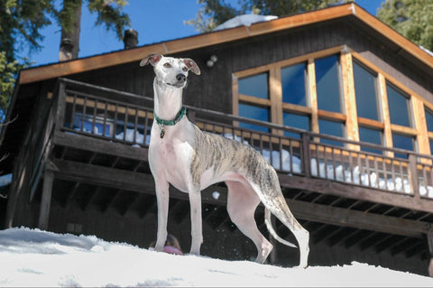 A brindle and white whippet stands in the snow with a cabin in the background.