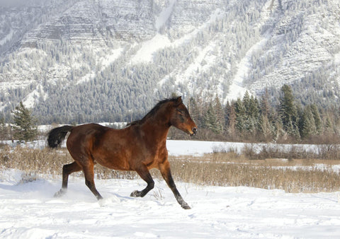 A Morgan horse running in an icy field