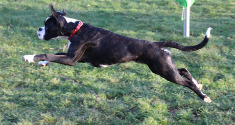 A joyful Boxer dog captured mid-jump on a lush green grass field.