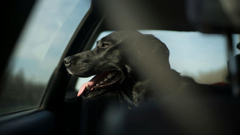 A black labrador stares out a car window panting.