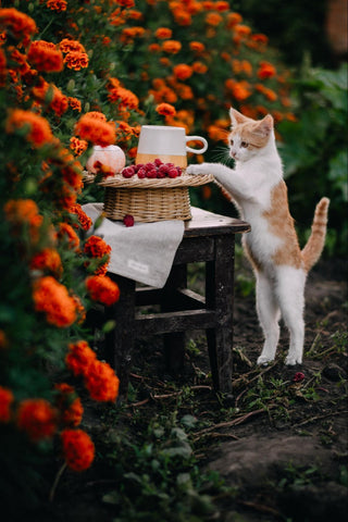 Cat standing on hind legs, reaching towards a basket of raspberries