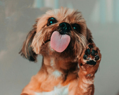 A small cute dog sticks its tongue out and raises its paw.