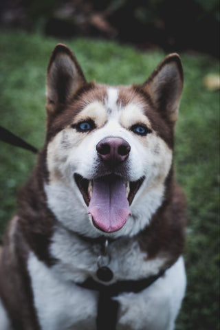 A beautiful and happy Husky looks for a treat with an open mouth.