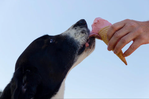 Dog licking a strawberry ice cream cone
