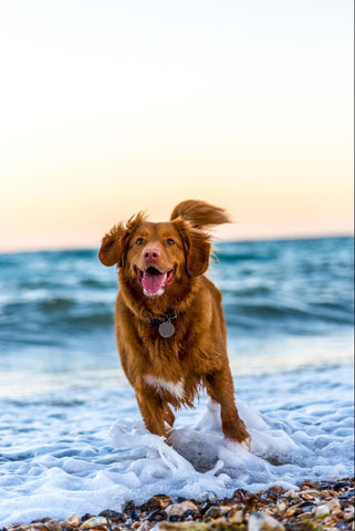 A beautiful and happy red-haired dog runs through waves on a beach.