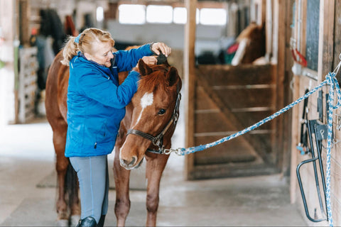Groomer tending to a roan coat horse