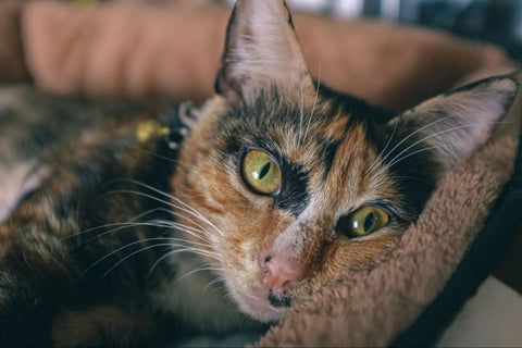 Dilute Tortoiseshell cats lying on a bed, gazing serenely with their captivating and uniquely colored coat