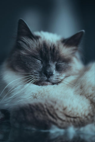 An image of a Grey Ragdoll cat peacefully sleeping with closed eyes