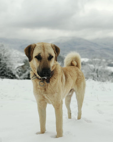 Kangal standing in the snow