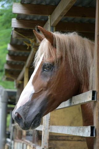 Paso fino horse resting its head on its stall