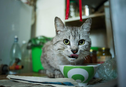 A cat standing on a table, indulging in its meal from a bowl