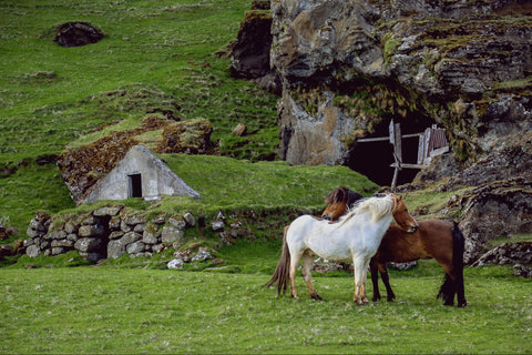 Two horses standing in the countryside