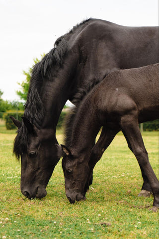Two Friesian horses peacefully eating on the ground