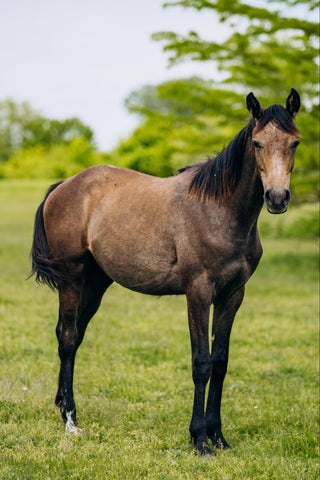 A buckskin horse standing in a greenfield background