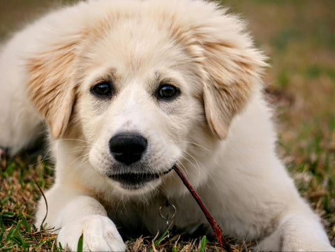 A Great Pyrenees puppy chews on a stick while laying in the grass.