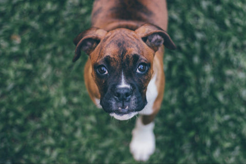 A brindle-colored American Boxer puppy.