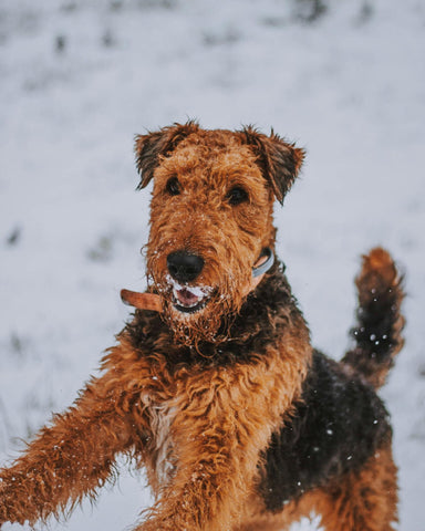 Airedale in a serene snowy landscape