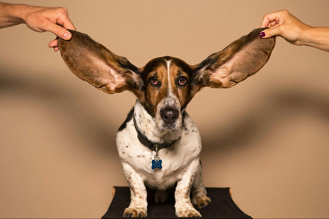 An adorable basset hound with its ears being checked for ear mites.