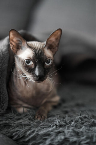 A Peterbald Cat laying in a cozy chair