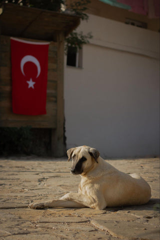 Dog lying down with the flag of Turkey hanging in the background