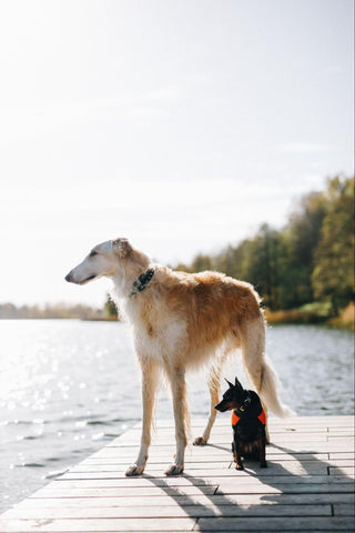 A Borzoi standing on a wooden platform above calm waters