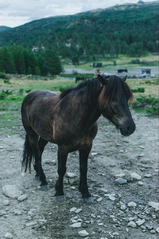 A horse standing on rocky terrain with a backdrop of lush green mountains